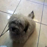 واگذاری سگ پاپی|سگ|سرخرود, |دیوار