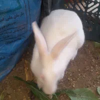 خرگوش سفید چشم قرمز