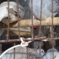 کبوتر تزینی|پرنده|کازرون, |دیوار