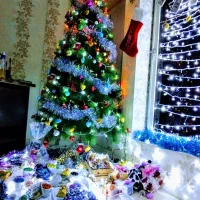 درخت کاج کریسمس