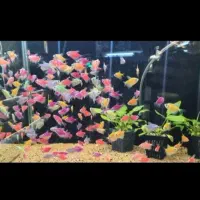 ماهی کالر و زبرا و گوپی و فایتر