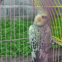 سه عدد عروس هلندی سالم|پرنده|واجارگاه, |دیوار