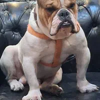 سگ انگلیش بولداگ انگلیس بولداگ|سگ|تهران, مهرآباد جنوبی|دیوار
