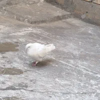 کبوتر گرفته