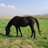 مادیان کرد مدارکدار|اسب و تجهیزات اسب‌سواری|تهران, امیریه|دیوار