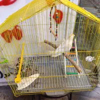 عروس هلندی