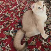 گربه اسکاتیش بریتیش ماده گلد ny11 اشرافی