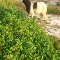 بره نر فروشی