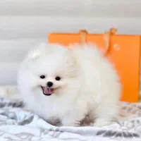 مجوعه سگ های فانتزی