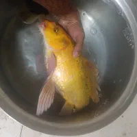 کوی باله بلند۲عدد|ماهی|خرم‌آباد, |دیوار