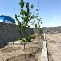 باغچه/باغ/۲۵۶ متر،چسب جاده اصلی
