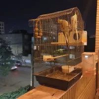 سلام یک جفت عروس هلندی مولد