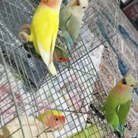 طوطی برزیلی ،جوجه بالغ