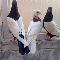 کفتر سینه سیاه و طوقی سرخ