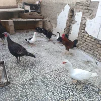 غاز و اردک.مرغ وخروس.جوجه برهما|حیوانات مزرعه|نگین شهر, |دیوار