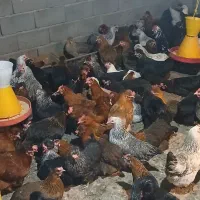 مرغ محلی|حیوانات مزرعه|مرند, |دیوار