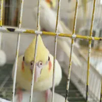 عروس هلندی|پرنده|قم, کلهری|دیوار