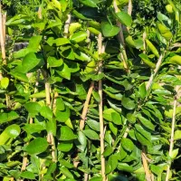 نهال پرتقال تابستونه(والنسیا)