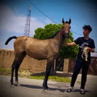 کره مادیون عرب