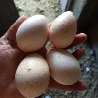 تخم بوقلمون