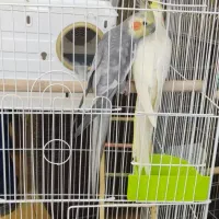 عروس هلندی نروماده اماده تخم