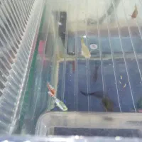 گوپی|ماهی|چهاردانگه (تهران), |دیوار