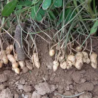 فروش بادام زمینی گلی درجه یک ق98ت|عمدهفروشی|اصلاندوز, |دیوار