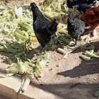 مرغ زینتی 5 ماهه|حیوانات مزرعه|جغتای, |دیوار