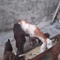 بز خارجی|حیوانات مزرعه|سیوان, |دیوار