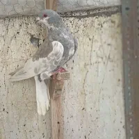 چپ الماسی یال سیاه سرک سینه سفید دمسفید