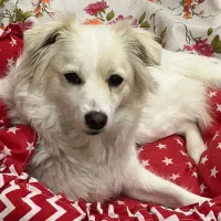 سگ نژاد اشپیتزه|سگ|تبریز, |دیوار