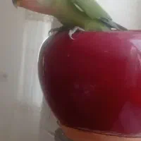 طوطی برزیلی