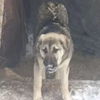 واگذاری توله|سگ|سلماس, |دیوار