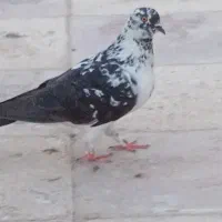 کبوتر|پرنده|قم, پردیسان|دیوار