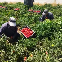 کار گوجه فرنگی