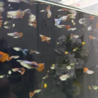 آکواریوم ماهی گوپی مولد و بچه ماهی|ماهی|هشتگرد, شهرک ریحانه|دیوار