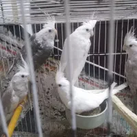 عروس هلندی آلبینو و وایت فیس