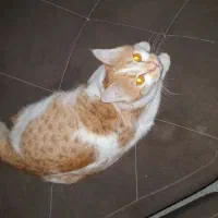 واگذاری گربه خانگی رایگان|گربه|سنندج, |دیوار