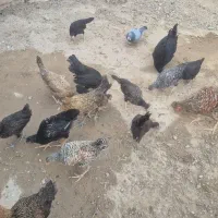 جوجه محلی