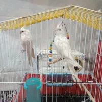 عروس هلندی