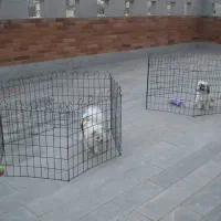 نرده دور باغی و سینی مش برای باغ ها و ادرات|خدمات پیشه و مهارت|دوگنبدان, |دیوار