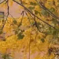 نیروی کار آقا جهت فروشگاه مواد غذایی