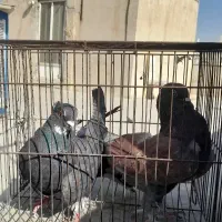 کفتر کت گرفته،