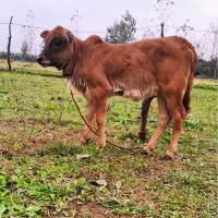 گاو با گوساله لوکس|حیوانات مزرعه|رشت, حمیدیان|دیوار