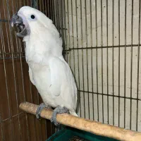 کاکادو آمبرلا