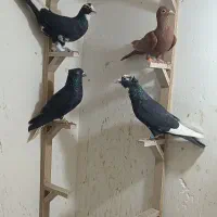 چهار عدد کفتر پریده