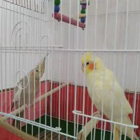 عروس هلندی نر و ماده