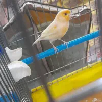 قناری جفت|پرنده|اصفهان, شیخ اشراق|دیوار