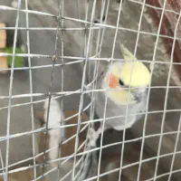 عروس هلندی . مرغ عشق . گرینچک .|پرنده|ایلام, |دیوار