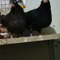 جفت جوجه صرب نسل اینده دار